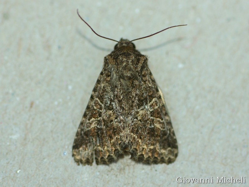 Noctuidae da ID - Hadena (Hadena) bicruris